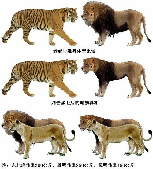 狮子老虎